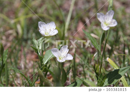白花ユウゲショウ 白花ユウゲショウ 103381015