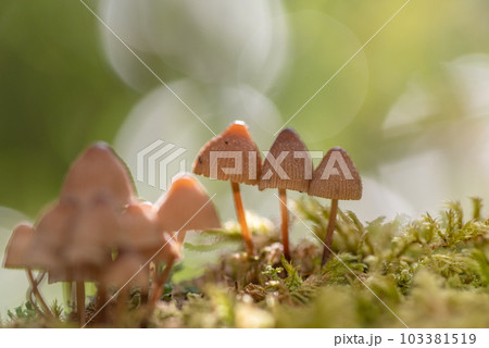 苔の上に生えるキノコ 苔の上に生えるキノコ 103381519