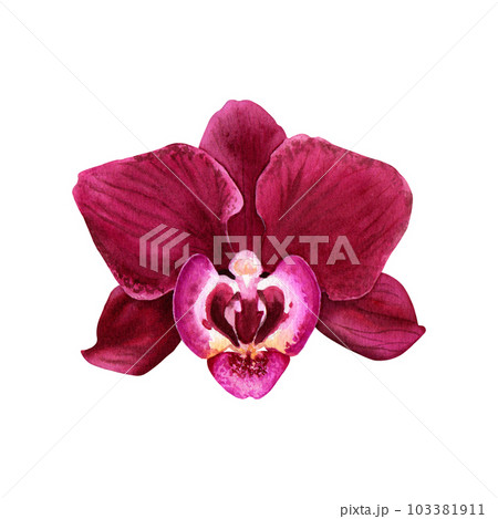 The bloom of flower orchid Phalaenopsis. Watercolor botanical illustration isolated on white For card, invitations 103381911