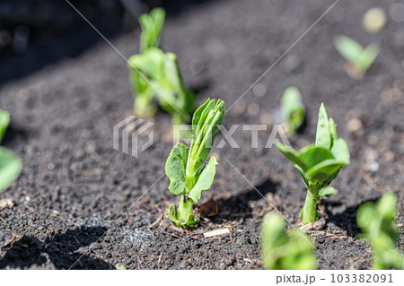 Small green pea plants rise from the ground 103382091