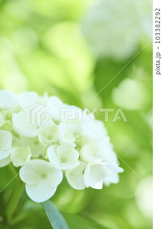 白いアジサイ 白いアジサイ 103382292