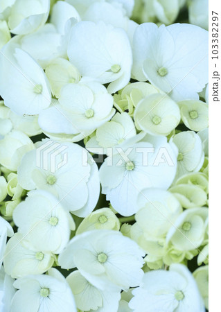 白いアジサイ 103382297