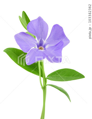 wild periwinkle flowers isolated on white background 103382362