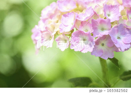 ピンク色のアジサイの花 ピンク色のアジサイの花 103382502