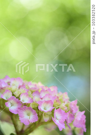 ピンク色のアジサイの花 103382520