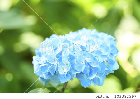 青いアジサイの花 103382597