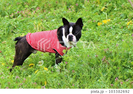 タンポポが咲く野原で里山を見つめるボストンテリアのマイティ君♡ 103382692