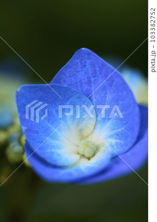 青い額アジサイの花　クローズアップ 103382752