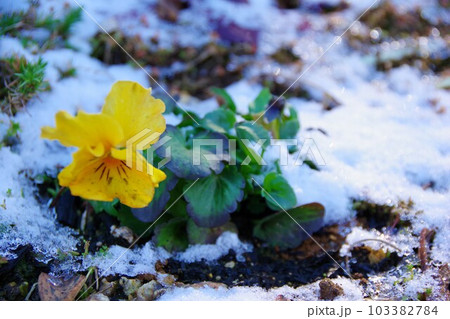 パンジーと雪 103382784