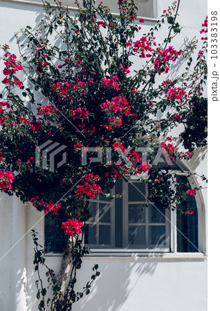 Bougainvillea tree in Greece Bougainvillea tree in Greece 103383198