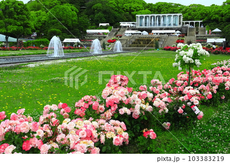 【兵庫県】バラが満開の須磨離宮公園 103383219