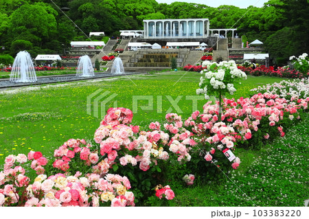【兵庫県】バラが満開の須磨離宮公園 103383220