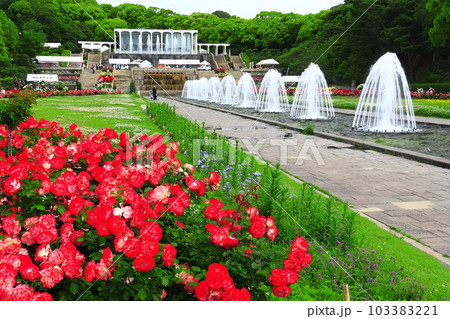 【兵庫県】バラが満開の須磨離宮公園 【兵庫県】バラが満開の須磨離宮公園 103383221