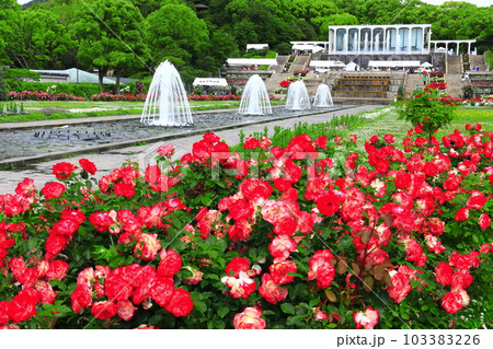 【兵庫県】バラが満開の須磨離宮公園 103383226