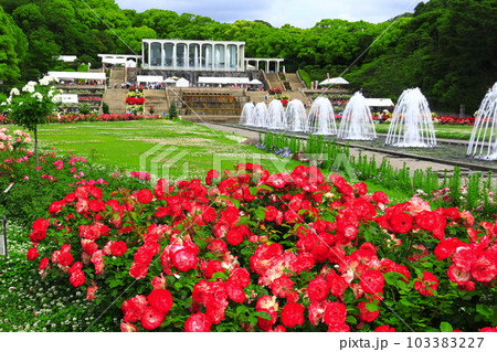 【兵庫県】バラが満開の須磨離宮公園 【兵庫県】バラが満開の須磨離宮公園 103383227