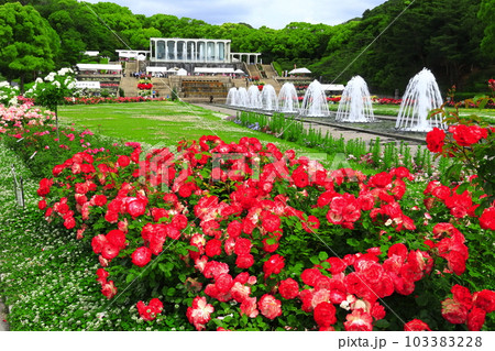 【兵庫県】バラが満開の須磨離宮公園 【兵庫県】バラが満開の須磨離宮公園 103383228