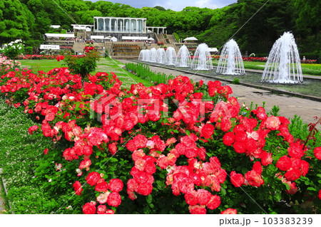 【兵庫県】バラが満開の須磨離宮公園 103383239