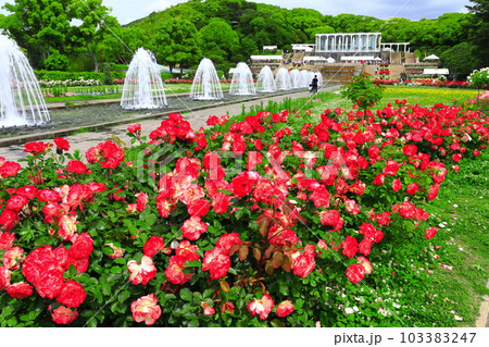 【兵庫県】バラが満開の須磨離宮公園 【兵庫県】バラが満開の須磨離宮公園 103383247