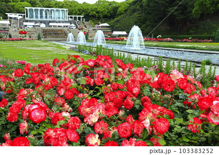 【兵庫県】バラが満開の須磨離宮公園 【兵庫県】バラが満開の須磨離宮公園 103383252