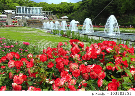 【兵庫県】バラが満開の須磨離宮公園 【兵庫県】バラが満開の須磨離宮公園 103383253