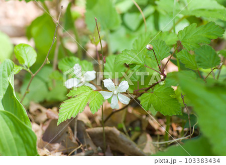 春の山野草の花ー白い深山苦苺（ミヤマニガイチゴ） 103383434
