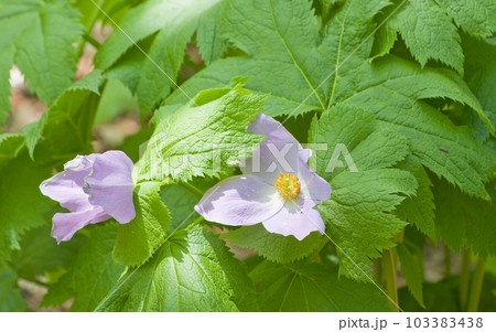 春の山野草の花ー薄紫色のシラネアオイ2 103383438