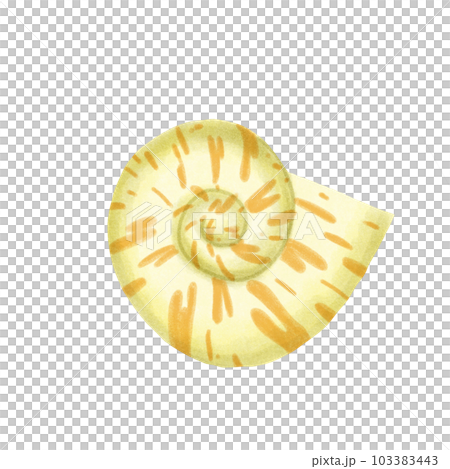 shells 103383443