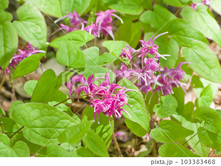 春の山野草の花ー紫色の錨草(イカリソウ) 春の山野草の花ー紫色の錨草(イカリソウ) 103383468