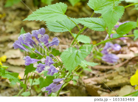 春の山野草の花ー紫色の羅生門葛(ラショウモンカズラ) 春の山野草の花ー紫色の羅生門葛(ラショウモンカズラ) 103383469