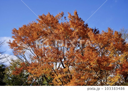 紅葉と青空 103383486