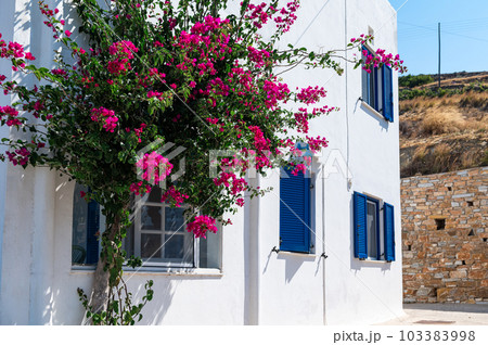 Bougainvillea tree in Greece Bougainvillea tree in Greece 103383998