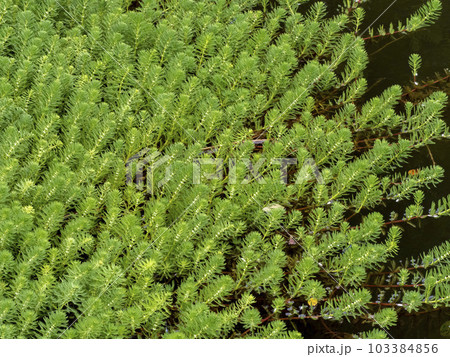 日本の侵略的外来種に指定されているオオフサモ 103384856