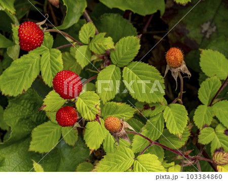 クサイチゴの赤い果実 103384860