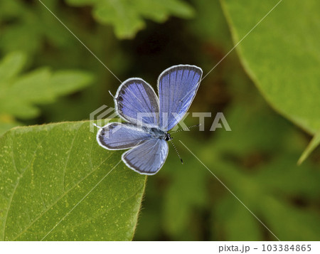 葉の上で羽根を広げているツバメシジミ 葉の上で羽根を広げているツバメシジミ 103384865
