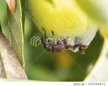 ビワの実に産卵中のモモチョッキリ ビワの実に産卵中のモモチョッキリ 103384872