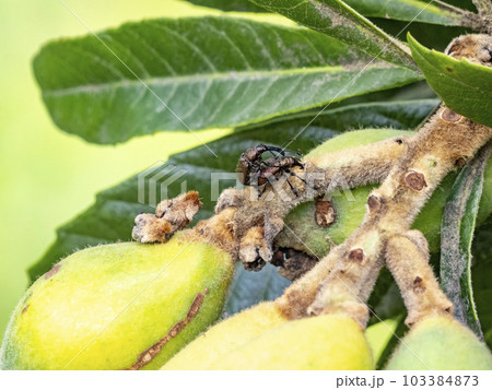 ビワの実に居るオスとメスのモモチョッキリ ビワの実に居るオスとメスのモモチョッキリ 103384873