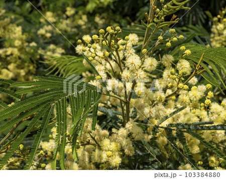 モリシマアカシアの花 モリシマアカシアの花 103384880