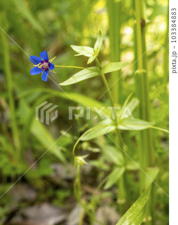 草の中に咲くルリハコベ 草の中に咲くルリハコベ 103384883
