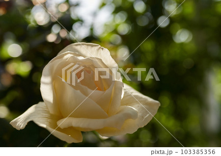 バラの花　ホワイトクリスマス 103385356