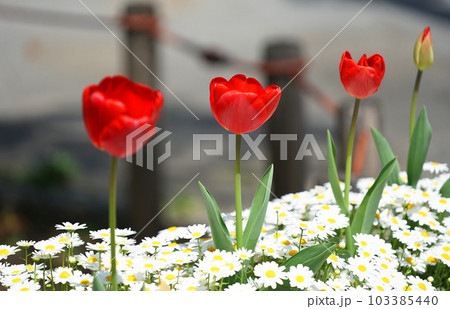 赤いチューリップの花 103385440