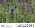 ラベンダーの香りをお届け 103385568