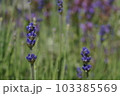 ラベンダーの香り 103385569