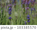 素敵なベルベットのラベンダー畑 103385570