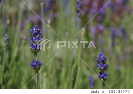 素敵なベルベットのラベンダー畑 103385570