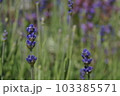 可愛いラベンダーの季節 103385571