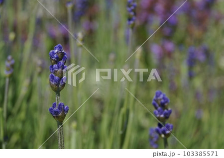 可愛いラベンダーの季節 103385571