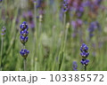 庭のラベンダー畑 103385572