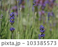 ラベンダーの季節 103385573