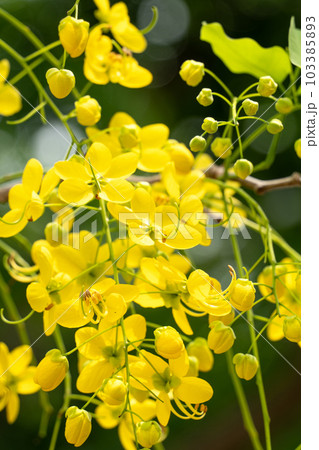 花 フラワー お花 103385893