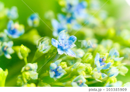 咲き掛けのアジサイと蕾 咲き掛けのアジサイと蕾 103385909